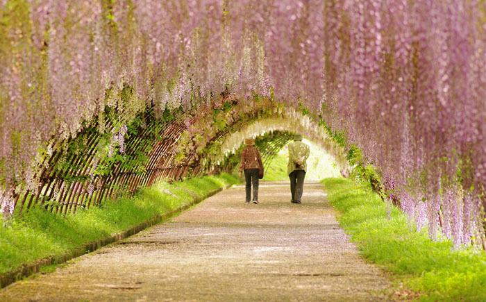 Spring-in-Japan-7 (700x435, 383Kb)