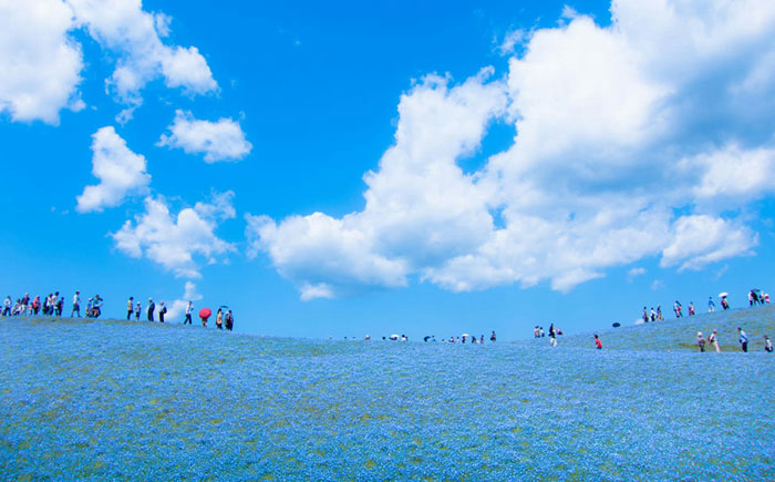 Spring-in-Japan-10 (700x435, 292Kb)