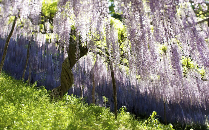 Spring-in-Japan-12 (700x435, 414Kb)