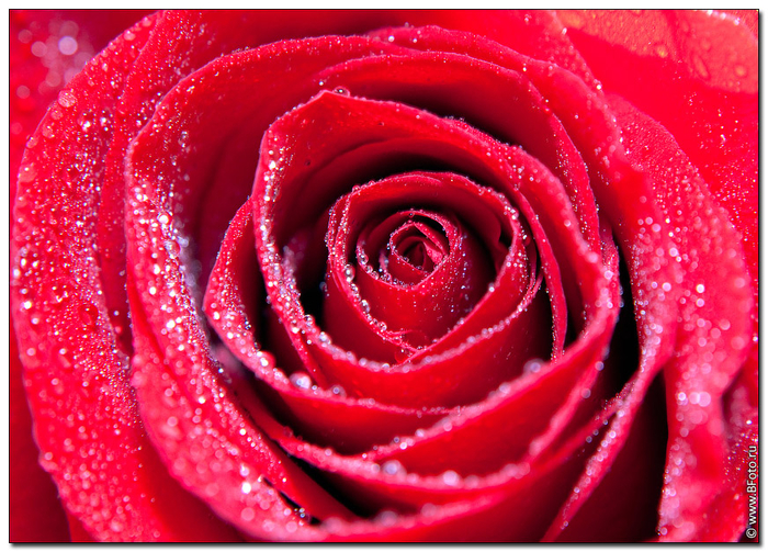 bfoto_ru_2258 (700x503, 559Kb)