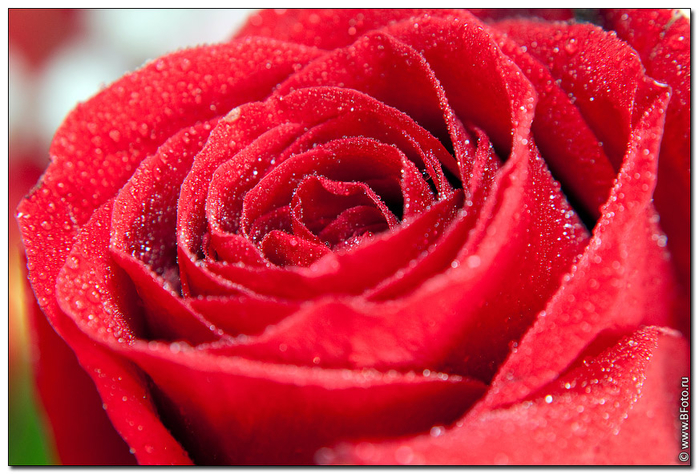 bfoto_ru_2255 (700x474, 473Kb)