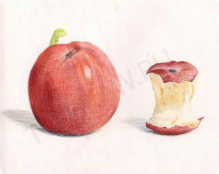 70_yabloko-apple-core-005 (320x254, 33Kb)