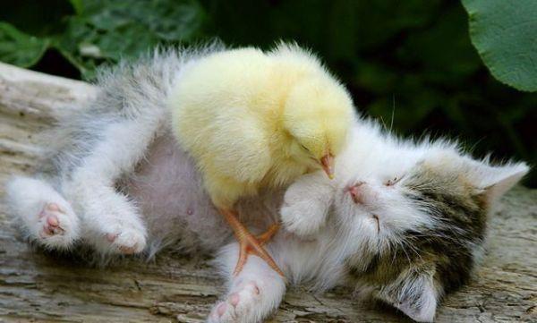 3862295_kitten_chiken (600x361, 33Kb)