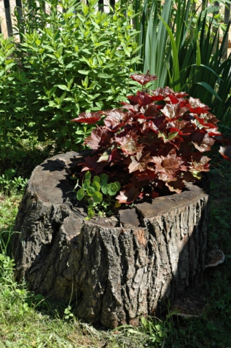 how_to_use_a_tree_stump_as_a_planter_1361927044 (337x507, 221Kb)