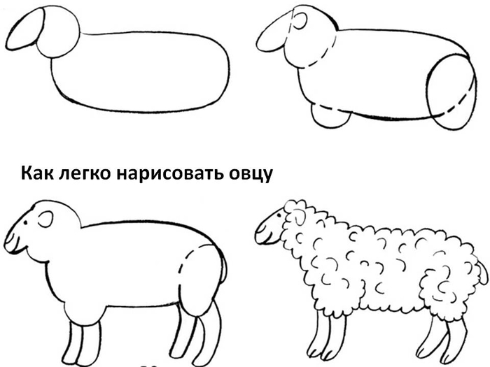 kak-legko-narisovat-ovcu (700x525, 95Kb)