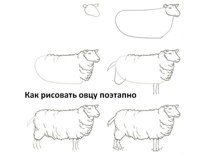 kak-risovat-ovcu-poetapno (700x525, 83Kb)