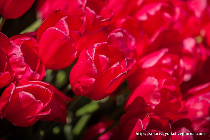 2014-04-18-AgiaSofia-tulips-bazaar-0150 (700x466, 299Kb)