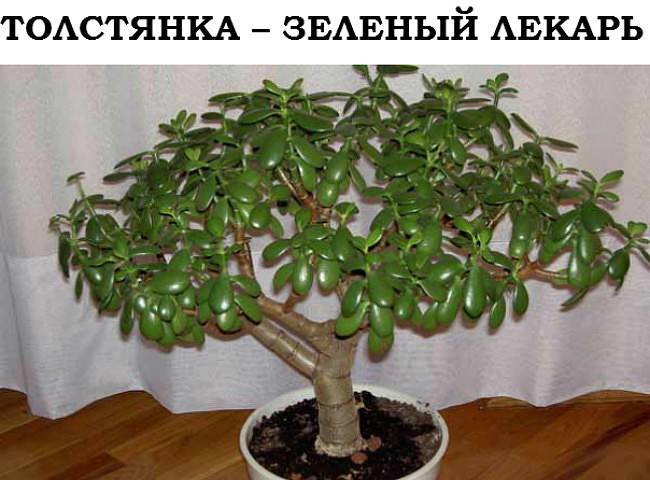3245507_11042959_795967157152244_7394730229822834045_n (650x480, 46Kb)