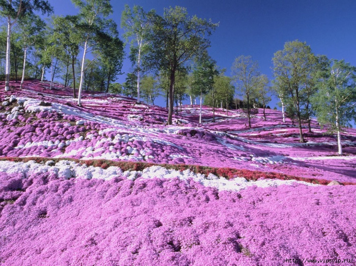 5745884_leto_Park_Hicyjiyama_Yaponiya (700x524, 378Kb)