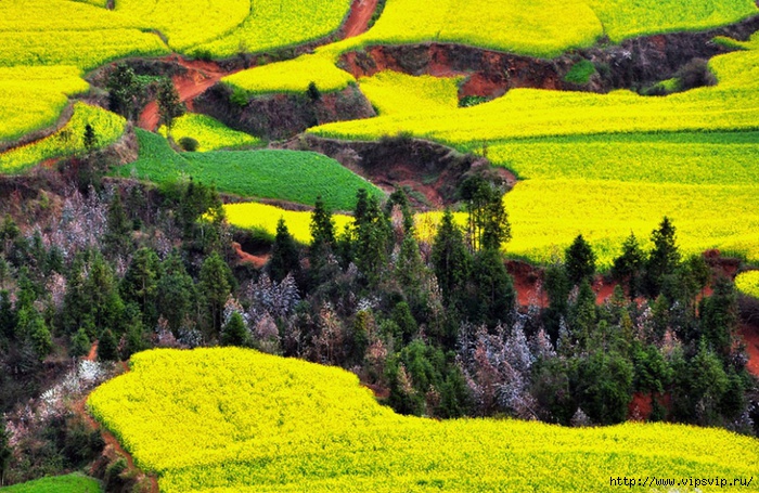 5745884_leto_Lyopin_Kitai (700x455, 336Kb)
