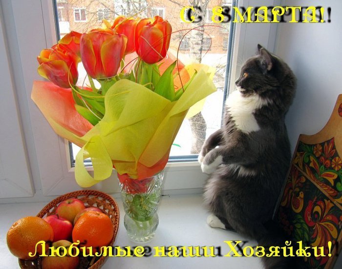 Картинки 8 марта с котенком
