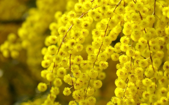 Цветы желтые весна скачать