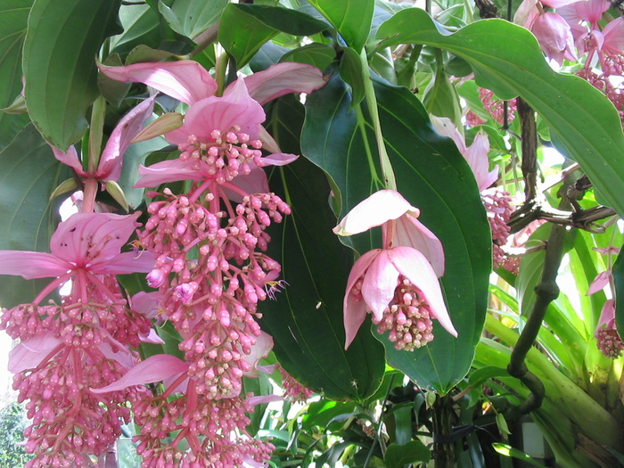 Medinilla (700x525, 229Kb)