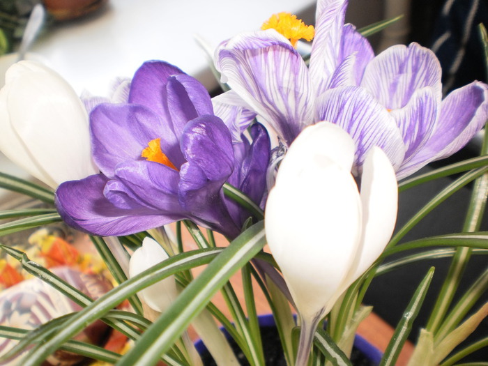 P3070618 (700x525, 112Kb)