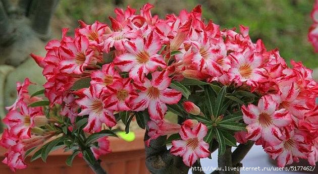 5177462_White_Adenium (630x345, 155Kb)