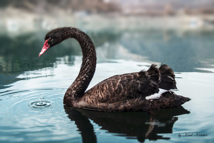 black_swan_bg (700x466, 287Kb)