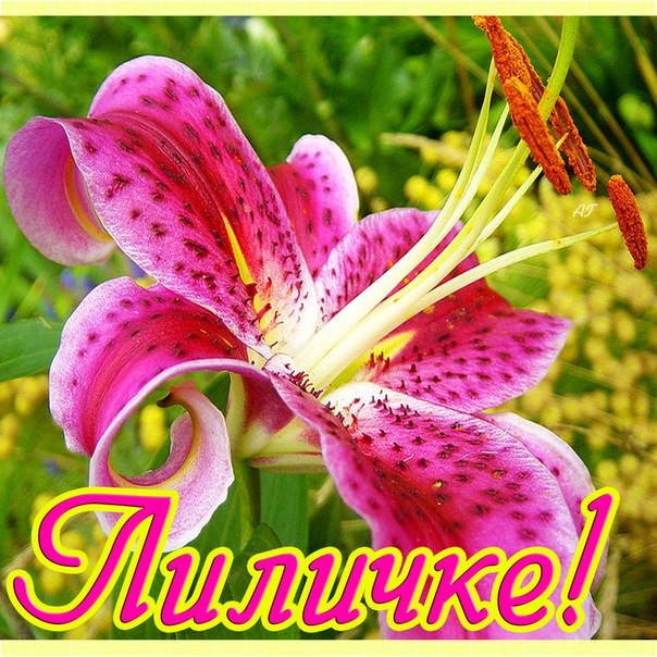 4807239_lilija (604x604, 134Kb)