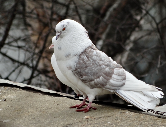 5559494_DSC09226 (700x539, 261Kb)