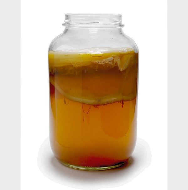 kombucha-fermenting (600x605, 88Kb)