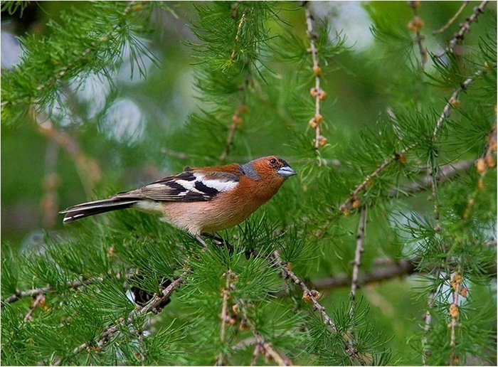 Птицы смоленской области фото с названиями маленькие