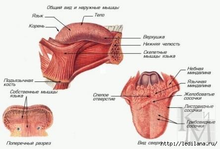 3925311_Kak_za_10_minyt_izbavitsya_ot_hrapa_nadolgo (444x300, 56Kb)