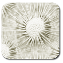 _ (250x250, 81Kb)