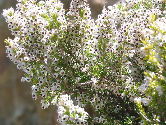 Erica_arborea_JPG1 (700x525, 321Kb)