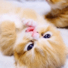 tumblr_n5jdncHl7A1shxu82o1_400 (100x100, 85Kb)