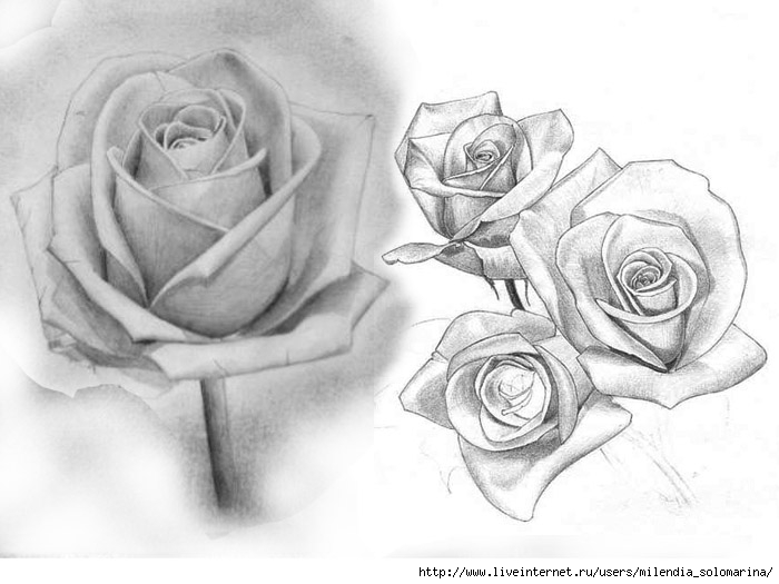 Фото розы нарисованной карандашом