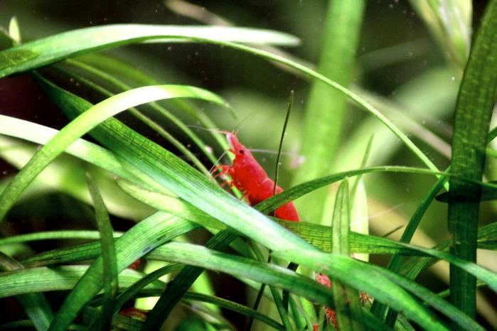 3881963_655_Red_Cherry_Shrimp__Neocaridina_denticulata_sinensis_e (700x466, 50Kb)