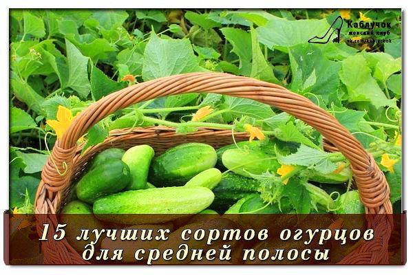 15 лучших сортов огурцов (600x400, 327Kb)