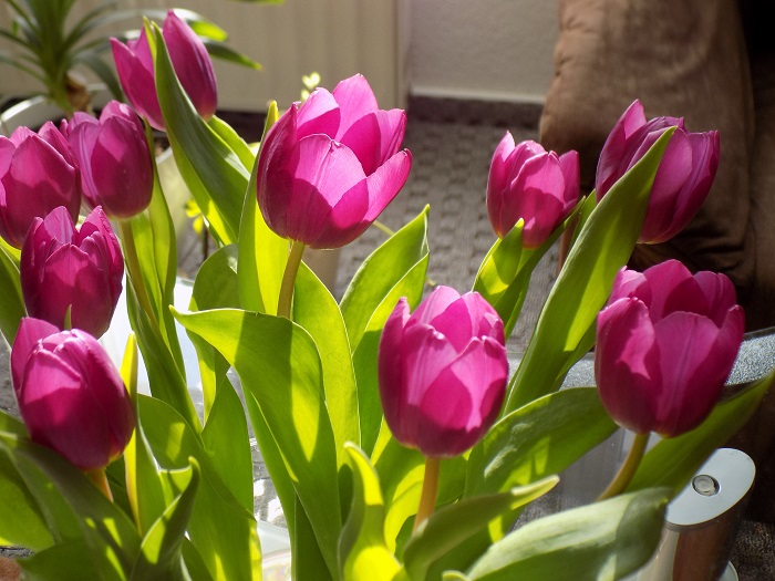 DSCN0653 (700x525, 190Kb)