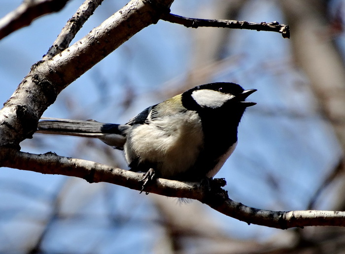 5559494_DSC00138 (700x516, 101Kb)