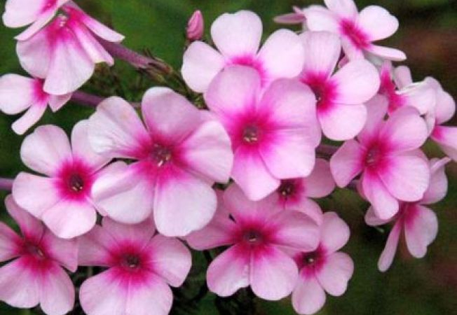 652x450_096383-phlox (652x450, 227Kb)