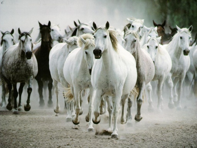 4733321_animals_083crop (667x500, 124Kb)