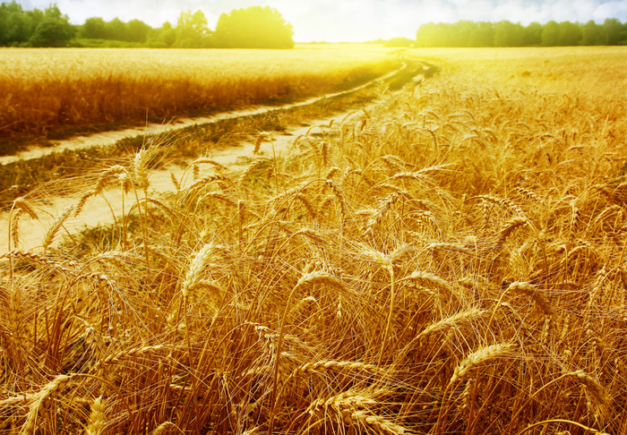 landscapes-golden-field-field-wheat-gold-spikes-rays-sun-road (700x486, 647Kb)