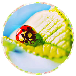 1426005241___ladybug___by_fruitpunch1d49n7kz (150x150, 41Kb)