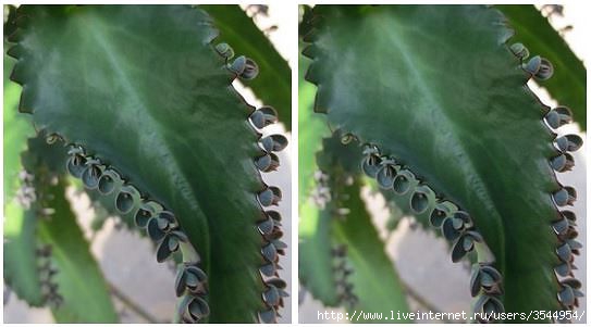 getImage (54) (543x301, 77Kb)