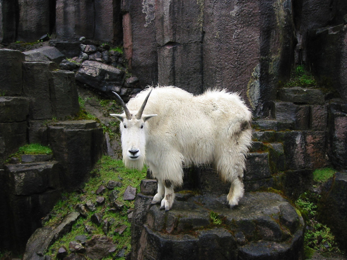 mountain-goat-1 (700x525, 246Kb)