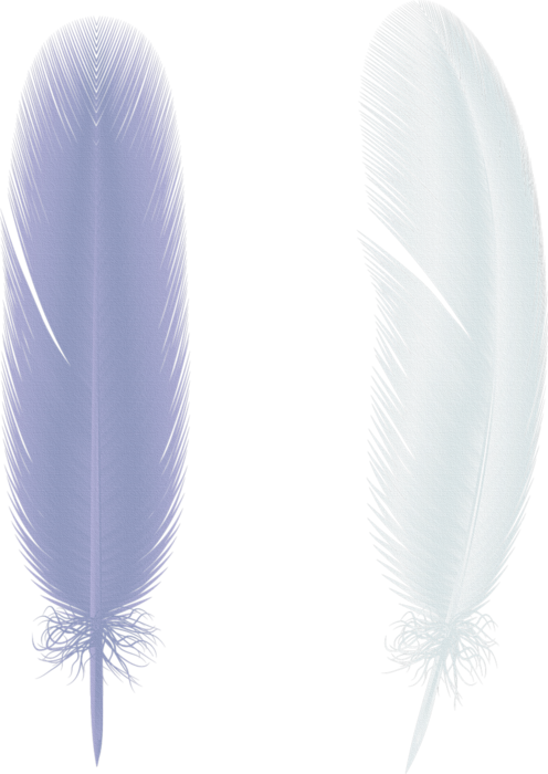 feathers (4) (496x700, 399Kb)