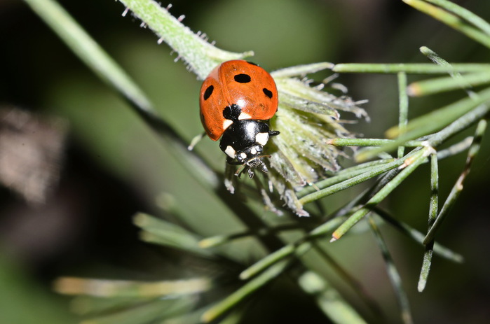 DSC_0657 (700x463, 76Kb)