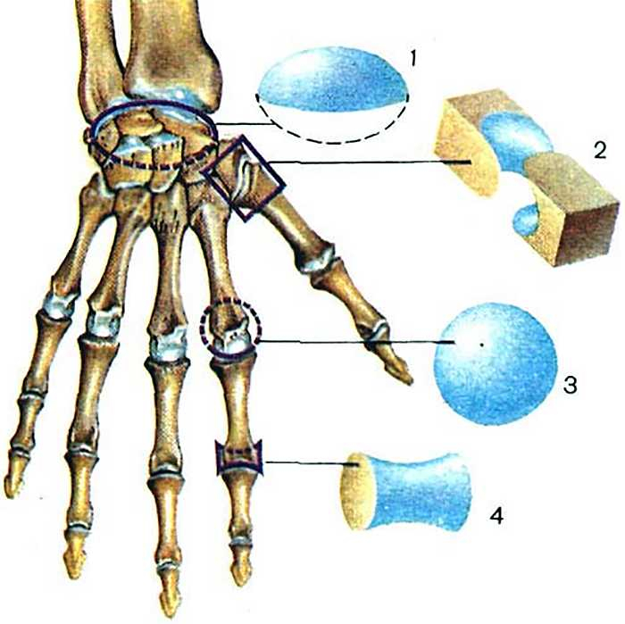 Соединения костей запястья. Сустав 1 пястной кости. Пястно фаланговый сустав кисти. Оси запястно пястного сустава. Первый пястно-фаланговый сустав кисти.
