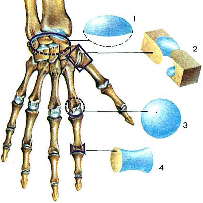 Форма лучезапястного сустава. Запястно-пястный сустав 1 пальца. Пястно фаланговый сустав кисти. Сустав 1 пястной кости. Пястно фаланговый сустав 1 пальца кисти.