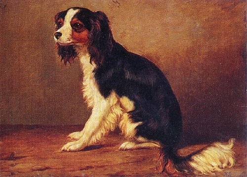 A King Charles Spaniel (500x358, 286Kb)