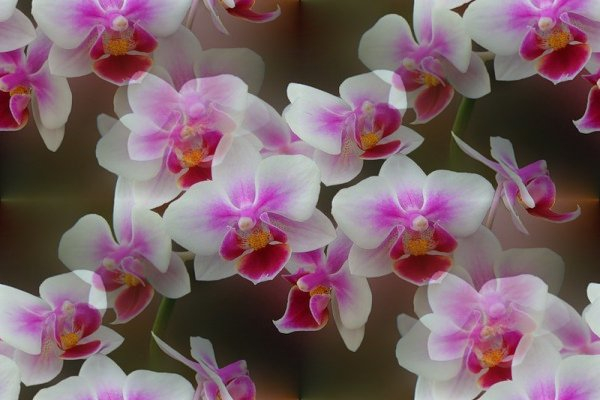 орхидеи-4