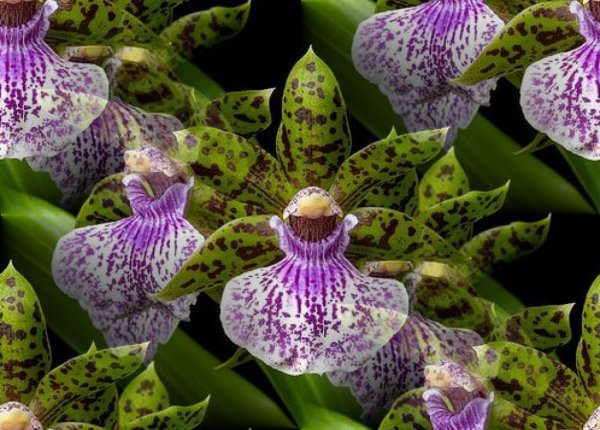орхидеи-8