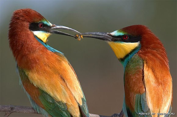 1216937685_birds-7 (580x386, 171Kb)