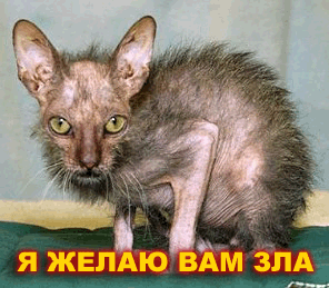 29482166_enot