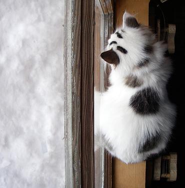 kitten2 (370x375, 19Kb)
