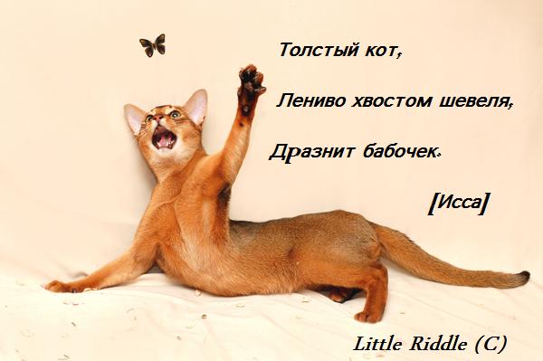 http://img1.liveinternet.ru/images/attach/c/0/31/699/31699319_hokku_babochka_i_kot.jpg